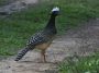 Day04 - 43 * Female Bare-faced Curassow